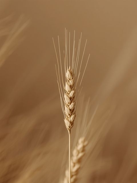 Ist das tatsächlich der Grund, warum Hartweizen (Durum) anderen Weizensorten überlegen ist?