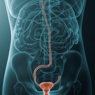 Urinary tract disease - Clinical manifestations, causative agents, treatment strategies and dietary guidelines