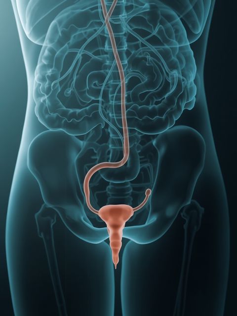 Urinary tract disease - Clinical manifestations, causative agents, treatment strategies and dietary guidelines