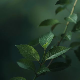 Pharmacological profile of juvenile stem bark: therapeutic applications and its supportive function in body weight management protocols