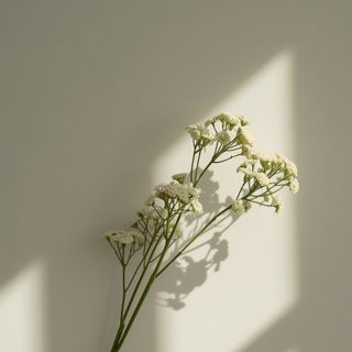 Achillea millefolium - działanie, zastosowanie, skutki uboczne... Herbata z achillei