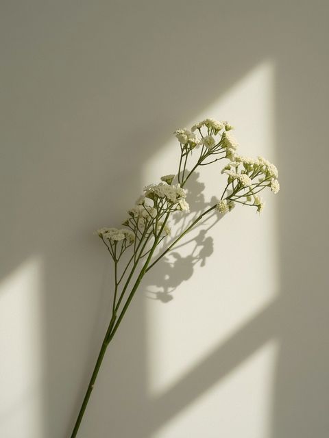 Yarrow - action, use, side effects