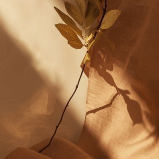 Lapacho – medicinal properties, applications of bark and infusion from the lapacho tree in health prophylaxis