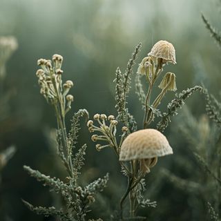 Nature-based candidiasis management: Antifungal botanicals for addressing *Candida albicans* overgrowth