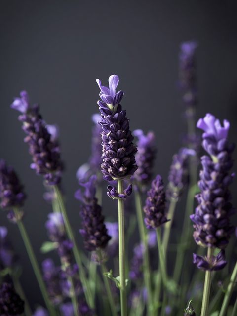 Culinary lavender: distinctive traits, practical applications and time-tested gastronomic recipes