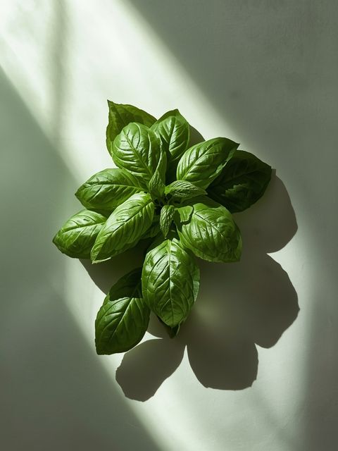 Fresh vs. Dried Basil: Which Variety Excels? A Comprehensive Guide to Cultivation and Culinary Applications