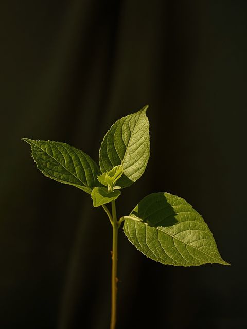 Damiana leaf: A natural ally for emotional balance and vitality in both men and women