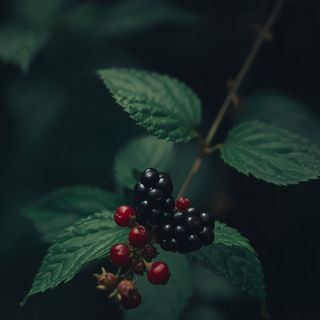 Common blackberry foliage and berries – therapeutic benefits and applications in herbal medicine