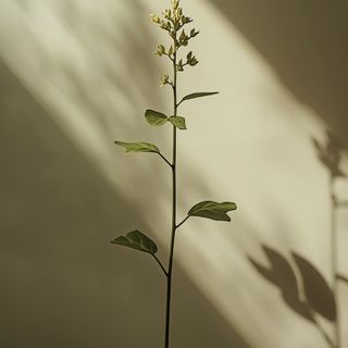 Damiana (*Turnera diffusa*) – właściwości lecznicze, metody stosowania oraz ograniczenia terapeutyczne