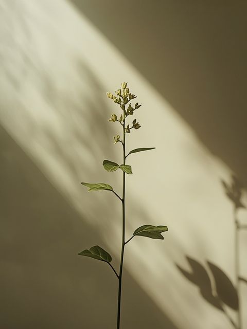 Damiana (*Turnera diffusa*): Medicinal Properties, Usage Methods, and Therapeutic Limitations