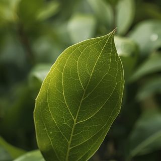 Bay leaf: A comprehensive examination of its botanical properties, culinary applications, and the physiological effects—both therapeutic and adverse—of bay leaf infusion