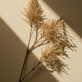 Greater burdock – medicinal properties, applications of burdock oil, and its effects on hair health and metabolic well-being