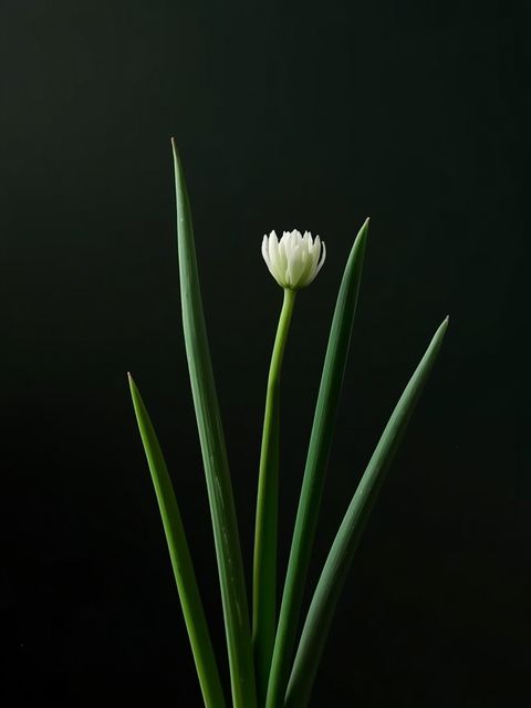 Garden chive (*Allium schoenoprasum*) – medicinal properties, culinary applications, and putative aphrodisiac effects: a historical and evidence-based examination