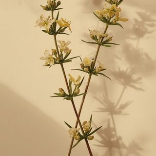 Sand-Thymian – heilkundliche Eigenschaften, therapeutische Anwendungsmöglichkeiten und historische Bedeutung in der Phytotherapie