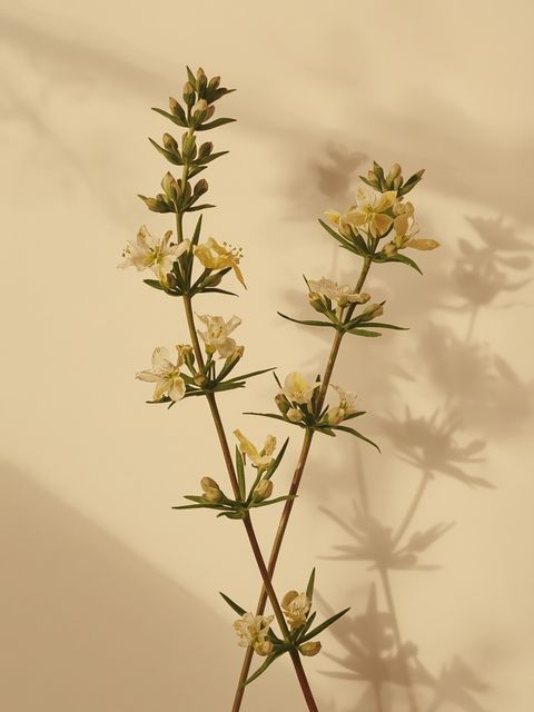 Sand-Thymian – heilkundliche Eigenschaften, therapeutische Anwendungsmöglichkeiten und historische Bedeutung in der Phytotherapie