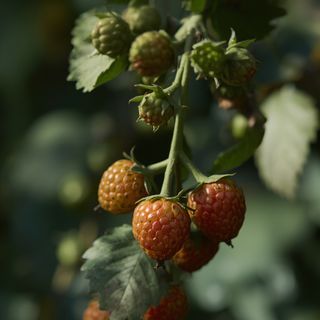 Succulent Rosaceae berry fruits – profile and culinary applications of garden-grown varieties