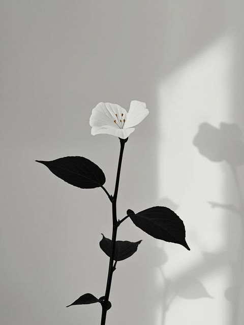 Mallow - black, white... The medicinal properties of the mallow plant