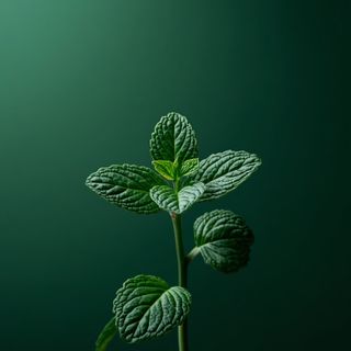 Mentha × piperita in depth: A systematic examination of peppermint’s pharmacological properties and therapeutic applications