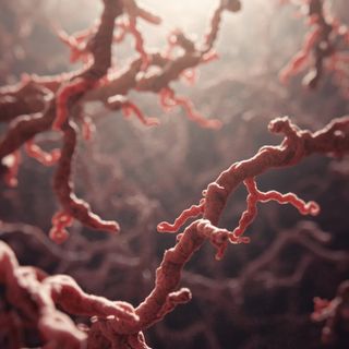The gut microbiome – an exhaustive guide to the microorganisms colonizing the human digestive system