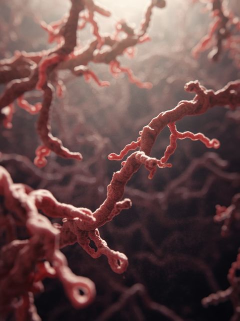 The gut microbiome – an exhaustive guide to the microorganisms colonizing the human digestive system