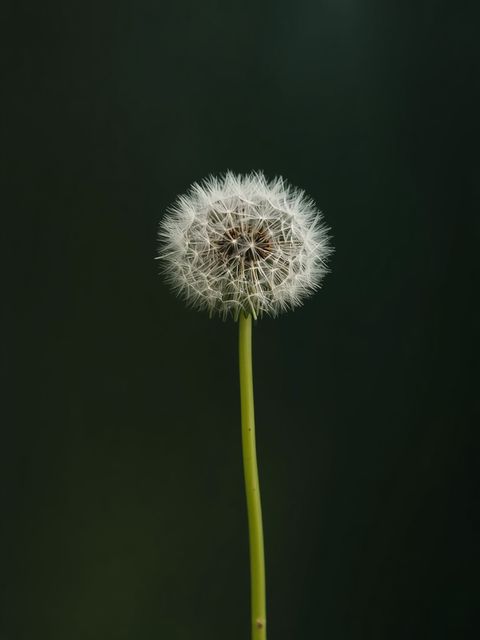 Common Dandelion (Taraxacum officinale) – Therapeutic Properties and Practical Applications in Herbal Medicine and Traditional Naturopathy