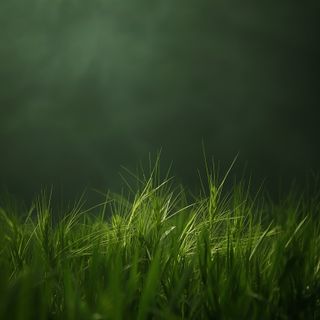 Green barley grass: a comprehensive analysis of its nutritional profile, therapeutic applications, and the reasons behind its surging popularity in Poland