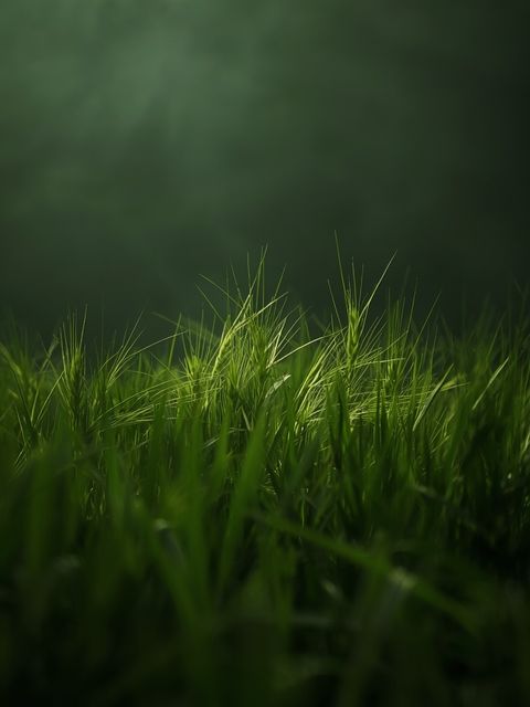Green barley grass: a comprehensive analysis of its nutritional profile, therapeutic applications, and the reasons behind its surging popularity in Poland