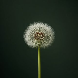 Dandelion (Taraxacum officinale) in traditional medicine: therapeutic uses of honey, infusions, tinctures, and wines derived from the physician’s herb