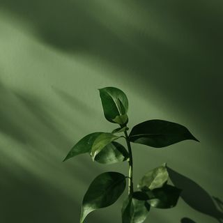 Moringa oleifera – biochemical profile, therapeutic benefits, usage restrictions, and applied utilization of the "miracle tree" in naturopathy and nutritional science
