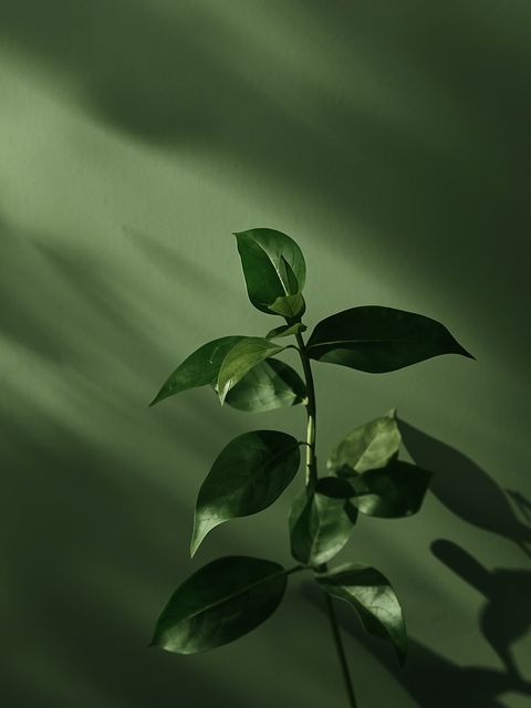 Moringa oleifera – biochemical profile, therapeutic benefits, usage restrictions, and applied utilization of the "miracle tree" in naturopathy and nutritional science