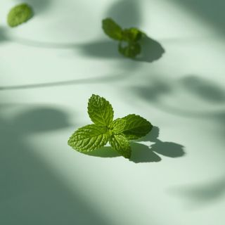 Peppermint: A versatile remedy for digestive, hepatic, renal, and diarrheal conditions with well-documented efficacy