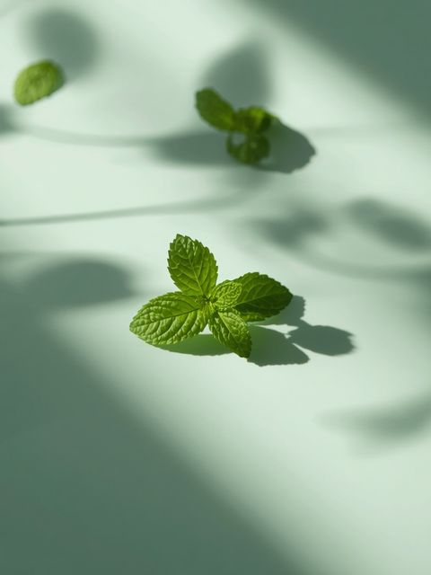Peppermint: A versatile remedy for digestive, hepatic, renal, and diarrheal conditions with well-documented efficacy