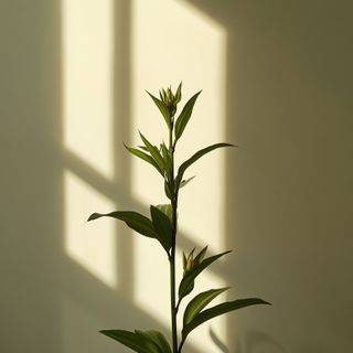 The spring equinox: why St. John’s wort emerges as the optimal botanical ally for emotional balance