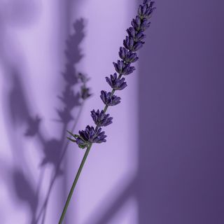 Lavender as a natural relaxant and sleep facilitator: a comprehensive approach to nervous system regulation and sleep quality enhancement