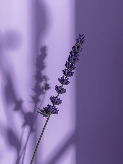 Lavender as a natural relaxant and sleep facilitator: a comprehensive approach to nervous system regulation and sleep quality enhancement