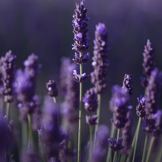Lavender: a botanical species with documented therapeutic efficacy and extensive utility across multiple domains of human activity