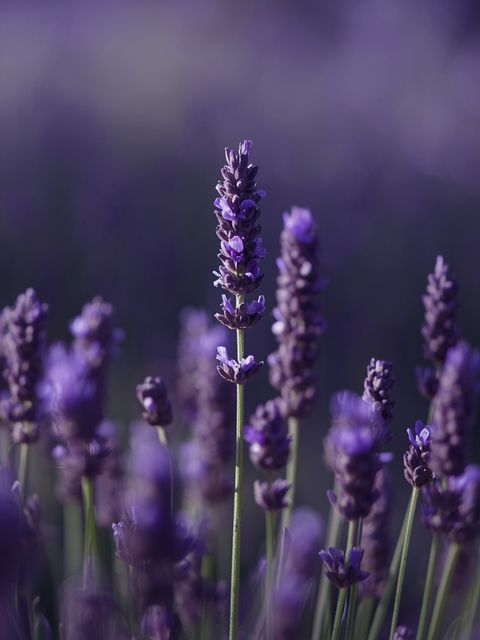 Lavender: a botanical species with documented therapeutic efficacy and extensive utility across multiple domains of human activity