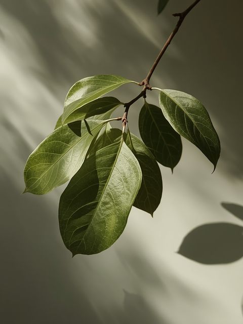 Pharmacological properties, usage restrictions, and safety assessment of white mulberry (*Morus alba*) during pregnancy – a review of current scientific evidence