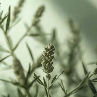 Seeds of Spanish Medicinal Sage: A Potent Source of Omega-3 Fatty Acids and Antioxidative Compounds