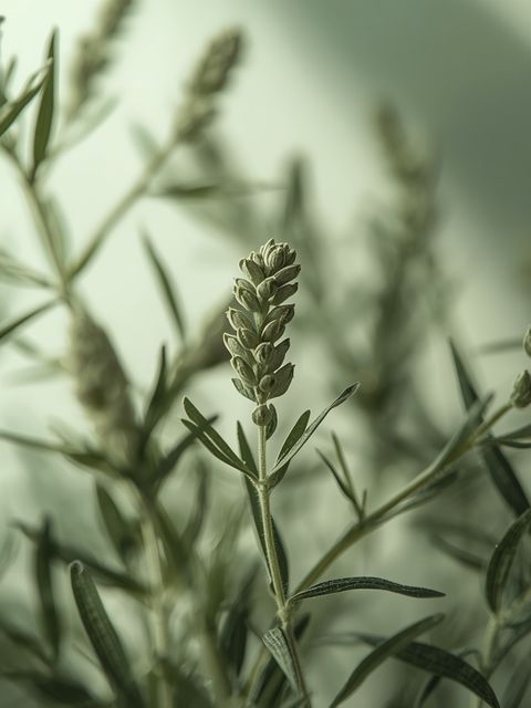 Nasiona hiszpańskiej szałwii lekarskiej – bogactwo kwasów omega-3 i antyoksydantów