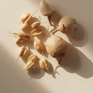 A comparative examination of the therapeutic properties of kobylaki seeds and root in pediatric care – evaluating optimal applications