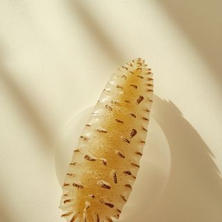 Swanson sea cucumber – biochemical profile, health benefits, and practical applications