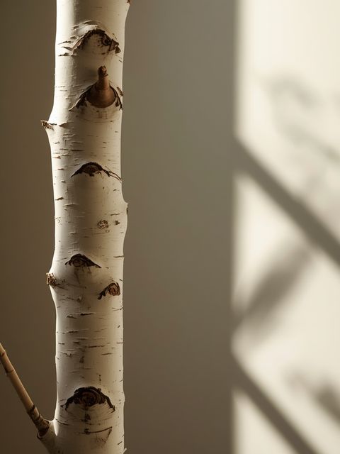 Birch bark essential oil: Therapeutic benefits, constraints, and applications in medicine and skincare