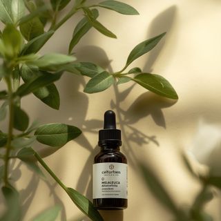 Melaleuca alternifolia essential oil – therapeutic characteristics, anti-acne efficacy, and nail-strengthening benefits. A comprehensive guide to its application in home-based skincare and remedial protocols