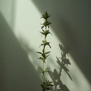 Echter Dost (Oregano) – ein breitspektrales natürliches Antibakterium