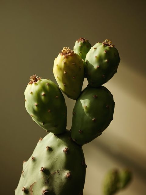 Der Feigenkaktus (*Opuntia ficus-indica*): Botanische Merkmale, gesundheitsfördernde Eigenschaften und mögliche Anwendungen in Ernährung und Naturheilkunde