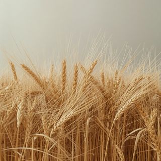 Post-threshing wheat residues – husk-derived byproducts of milling operations