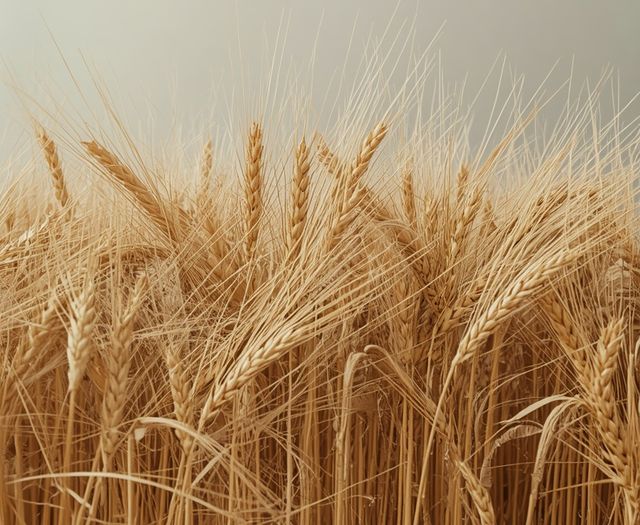 Weizenverarbeitungsrückstände – Schalenbestandteile als Nebenprodukt der Müllerei