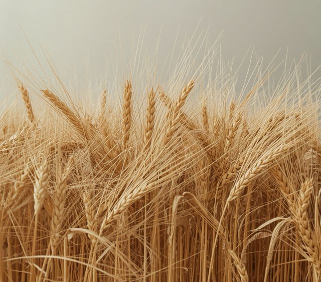 Post-threshing wheat residues – husk-derived byproducts of milling operations