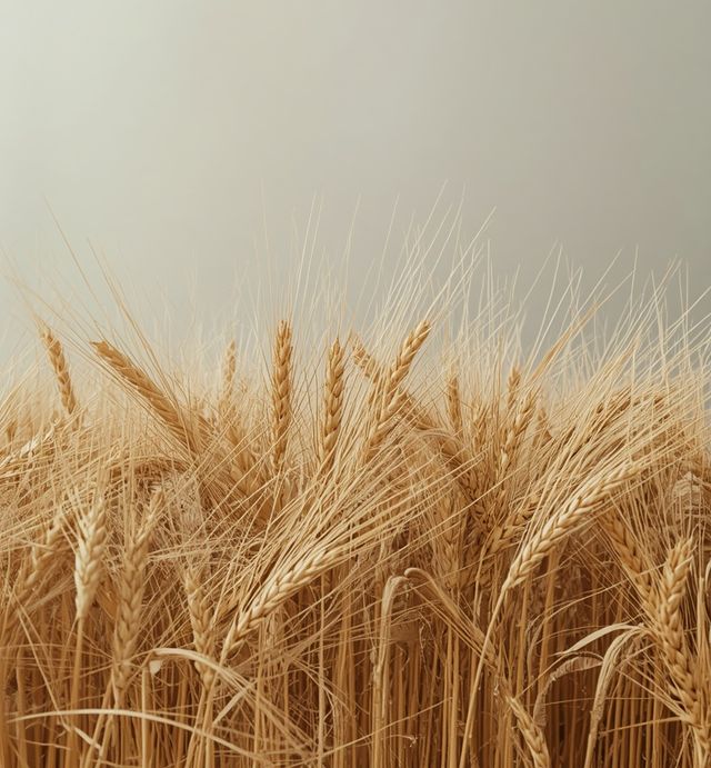 Post-threshing wheat residues – husk-derived byproducts of milling operations
